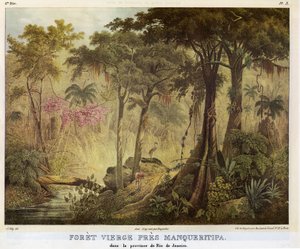 Forèt Vierge Près Manqueritipa